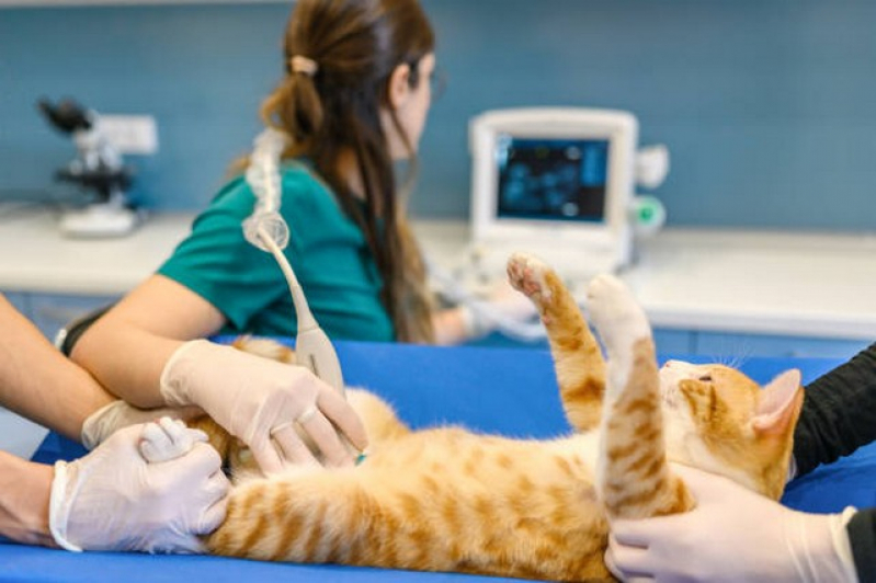 Internação para Gato Pós Operatória Marcar Capivari - Internação de Gatos