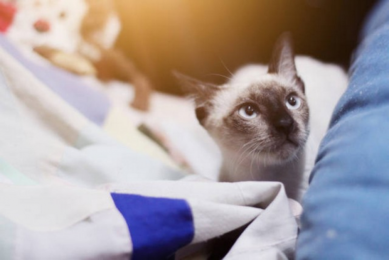 Internação para Gato Pós Operatória Barra Funda - Internação Monitorada para Animais
