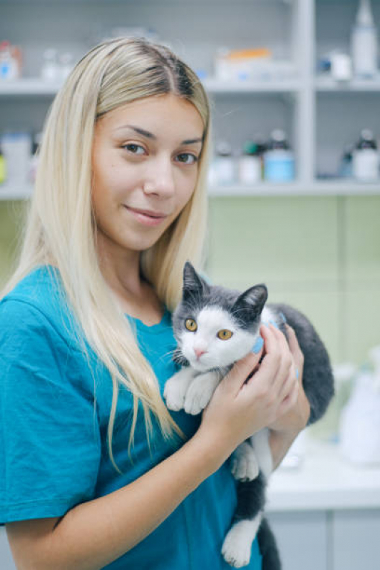 Internação Uti Veterinária Clínica Jundiaí - Internação para Gatos