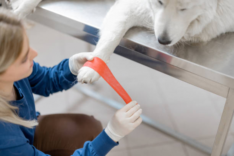 Internação Uti Veterinária Marcar Guararapes - Internação para Cachorro