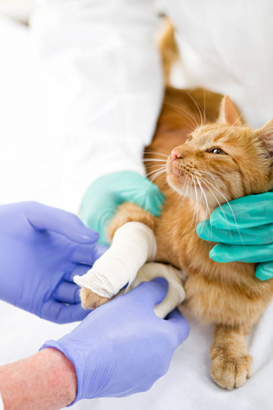 Internação Veterinária Marcar Ipiranga - Internação para Gatos