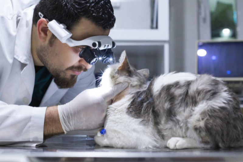 Onde Agendar Exame de Raio X para Animais Santo André - Exame de Endoscopia Veterinária