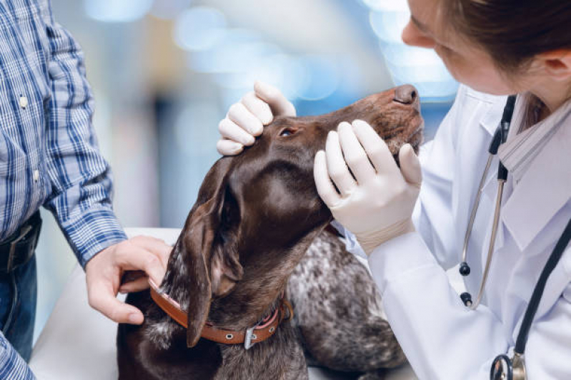 Onde Agendar Exame de Sangue para Cachorro Jd Paulista - Exame de Raio X para Animais