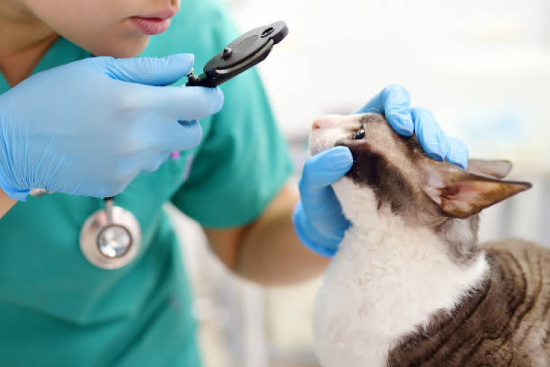 Onde Agendar Exame de Sangue Veterinário Raposo Tavares - Exame de Raio X para Animais