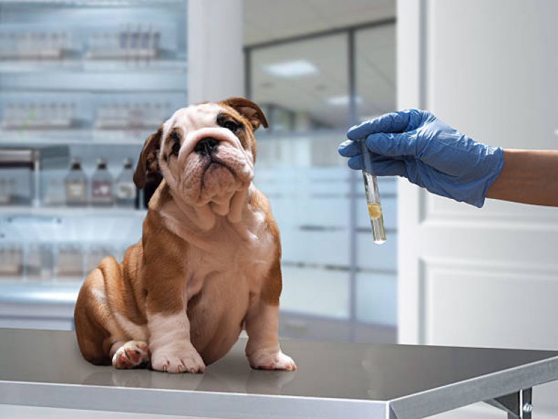 Onde Agendar Exame de Ultrassom para Animais Pinheiros - Exame de Radiologia para Animais