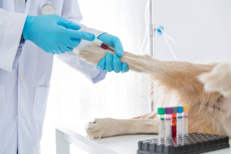 Onde Agendar Exame para Cachorro Barra Funda - Exame de Sangue para Animais