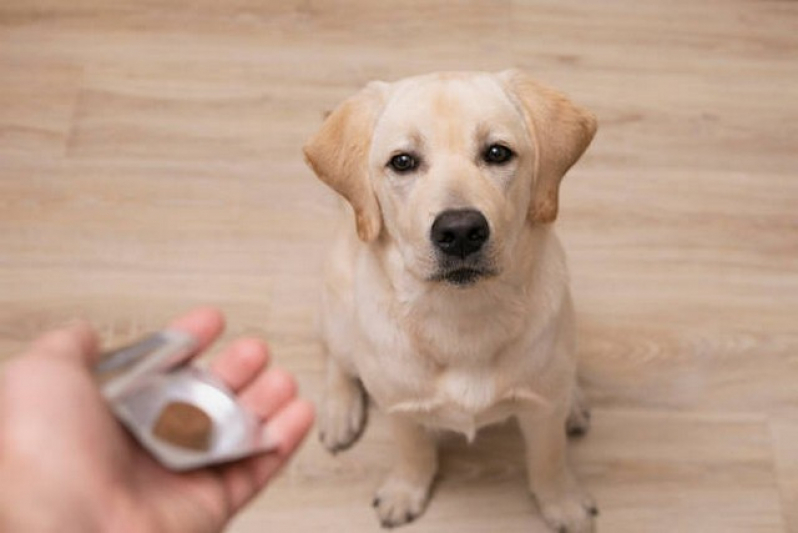 Onde Agendar Homeopata para Cachorros Jardim Iguatemi - Veterinários Homeopatas