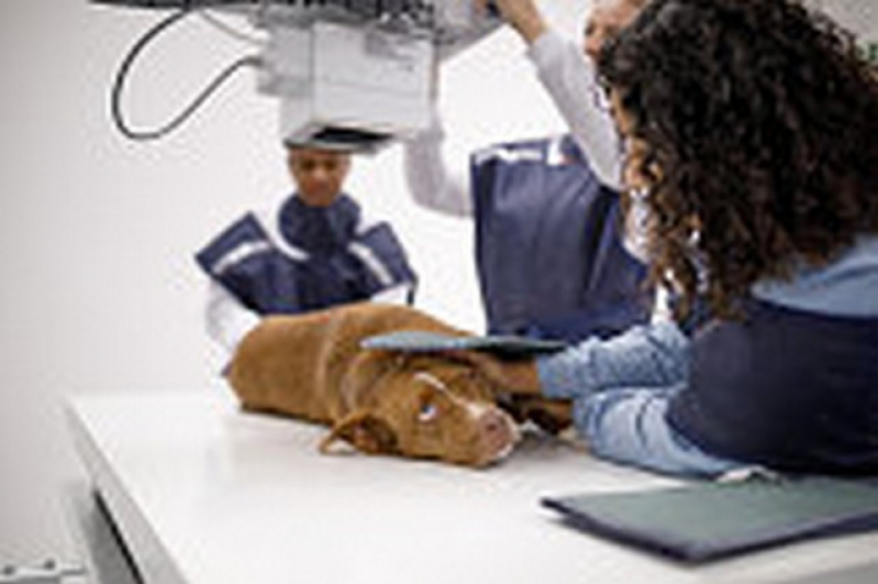 Onde Agendar Radiografia Tórax Veterinária São Caetano do Sul - Raio X em Cachorro
