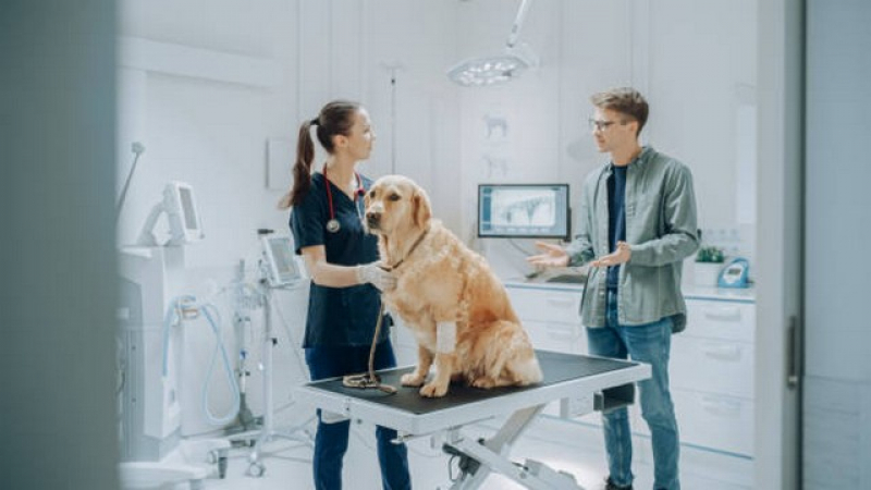 Onde Agendar Ultrassom Canino Interlagos - Radiografia Tórax Veterinária