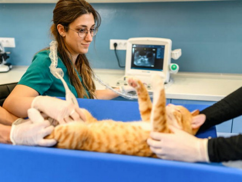 Onde Agendar Ultrassom de Gato Embu Guaçú - Radiografia Tórax Veterinária
