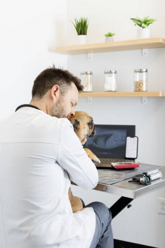 Onde Agendar Ultrassonografia para Cachorro Anália Franco - Rx Veterinario