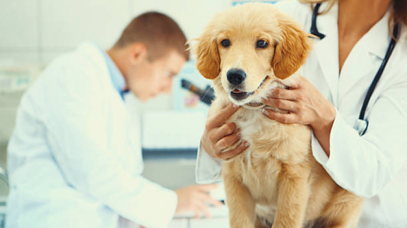 Onde Encontrar Veterinário Cardiologista Granja Julieta - Veterinário para Cachorros