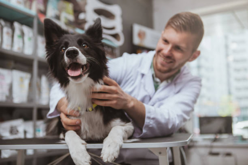 Onde Encontrar Veterinário Oncologista Americana - Veterinário para Cachorros