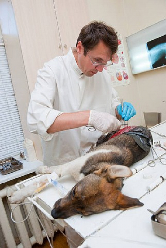 Onde Fazer Cirurgia Cardiaca Veterinaria Alto da Boa Vista - Cirurgia em Animais