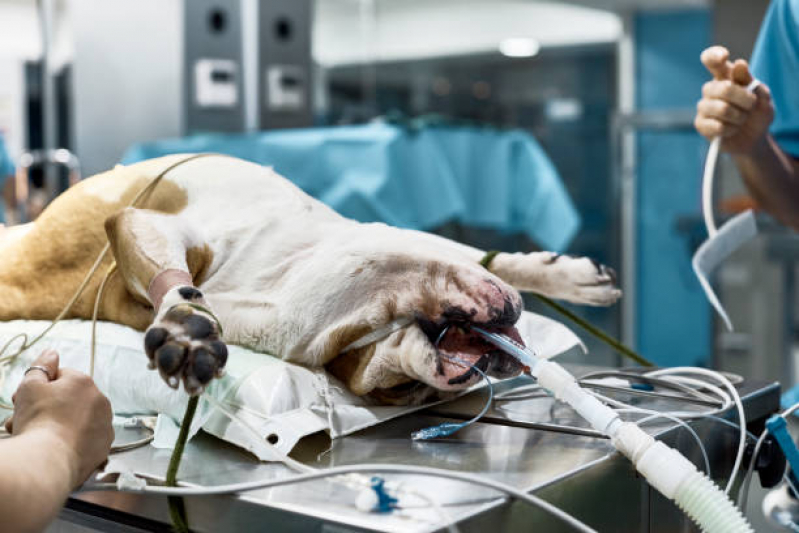 Onde Fazer Cirurgia com Anestesia Veterinária Caierias - Cirurgia de Castração de Cachorro