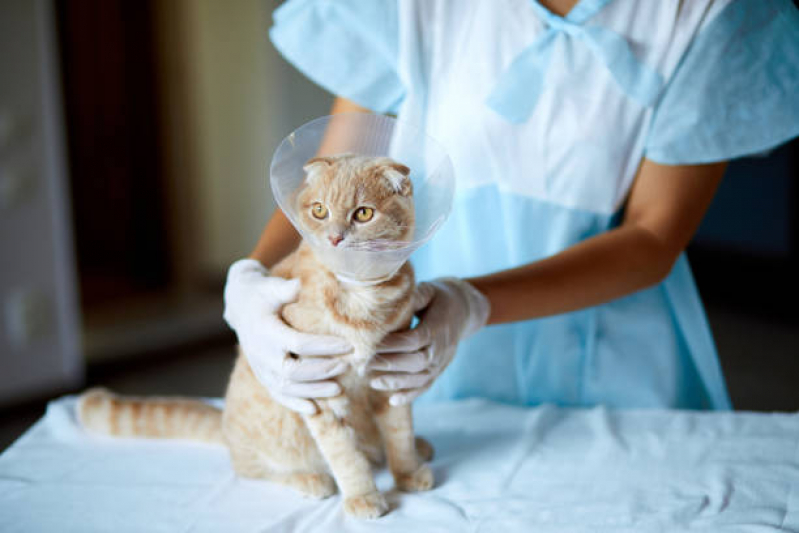Onde Fazer Cirurgia de Castração para Gatos ABC - Cirurgia de Castração de Cachorro