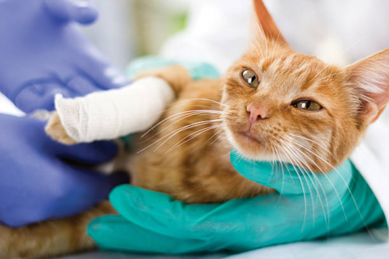 Onde Fazer Cirurgia de Catarata em Gatos Campinas - Cirurgia de Castração para Gatos