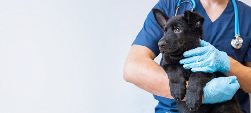 Onde Fazer Cirurgia em Animais de Pequeno Porte Jaguaré - Cirurgia Oftalmologica em Cães