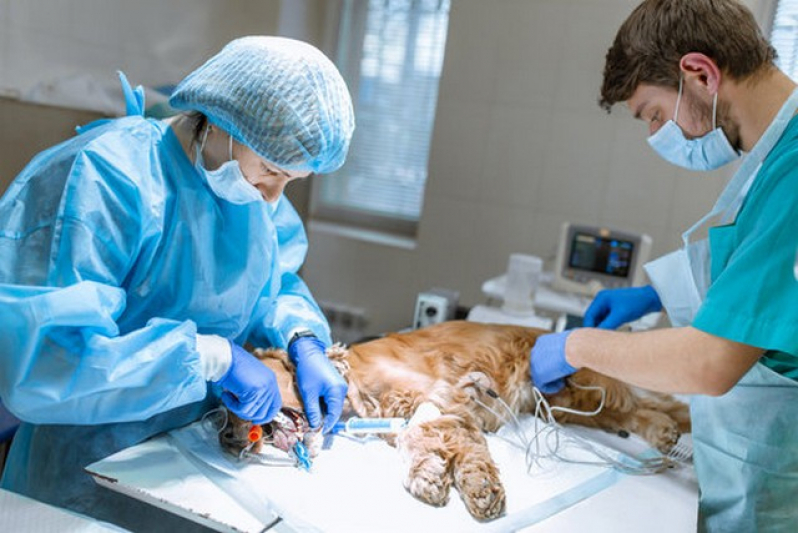 Onde Fazer Cirurgia Oncologica Veterinaria Itapevi - Cirurgia em Animais