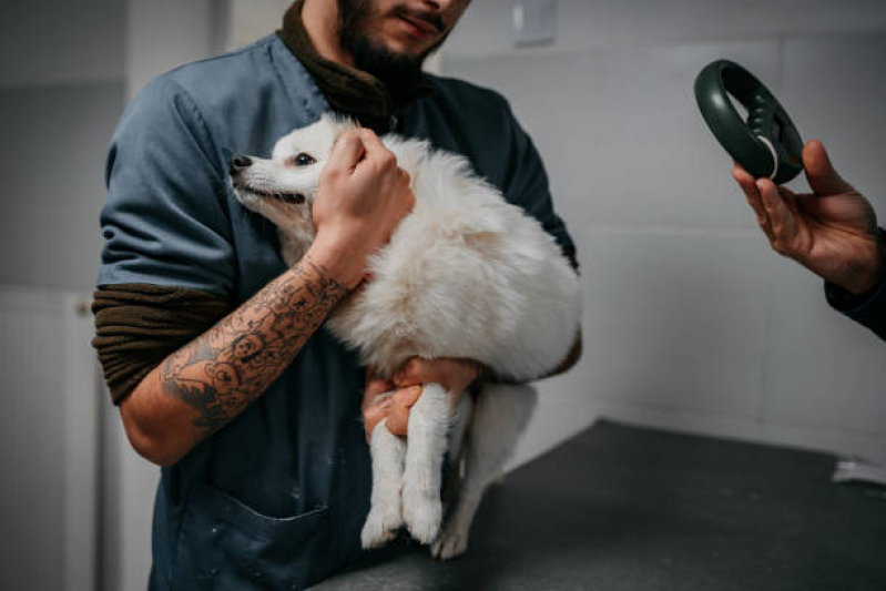 Onde Fazer Encaminhamento Internação para Animais Perus - Encaminhamento Médico Veterinário
