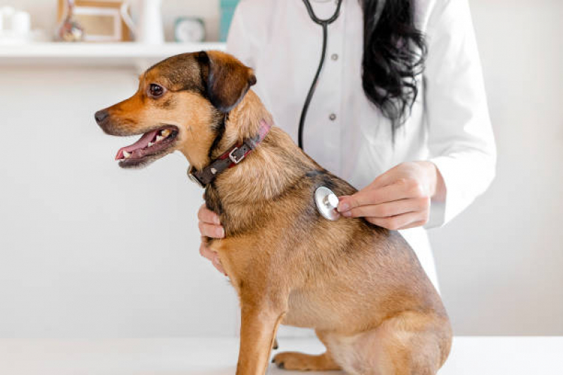 Onde Fazer Encaminhamento para Cirurgia de Animais Itaim Bibi - Encaminhamento Médico para Cachorros