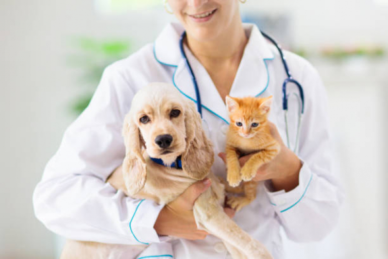 Onde Fazer Encaminhamento para Internação de Animais Sumaré - Encaminhamento de Paciente Veterinário