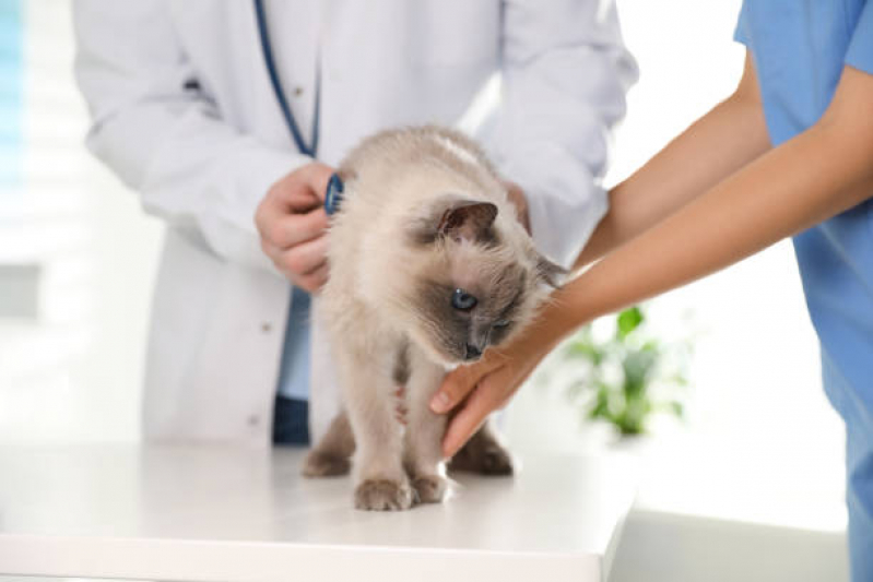 Onde Fazer Encaminhamento Veterinário para Cães Itaim - Encaminhamento Médico para Gatos