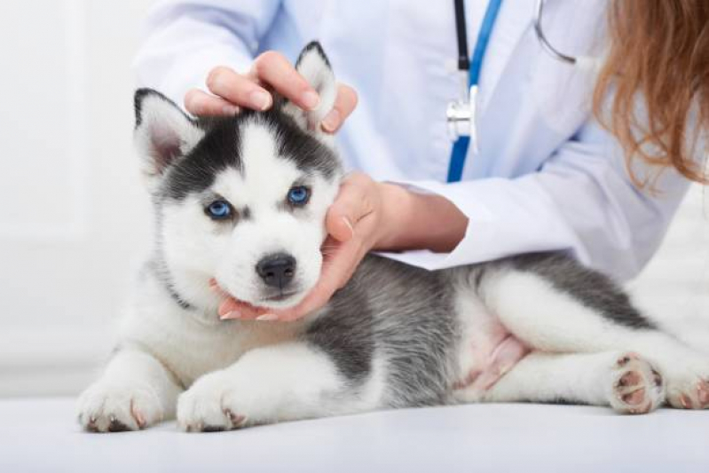 Onde Fazer Internação de Animais Saúde - Internação para Cães