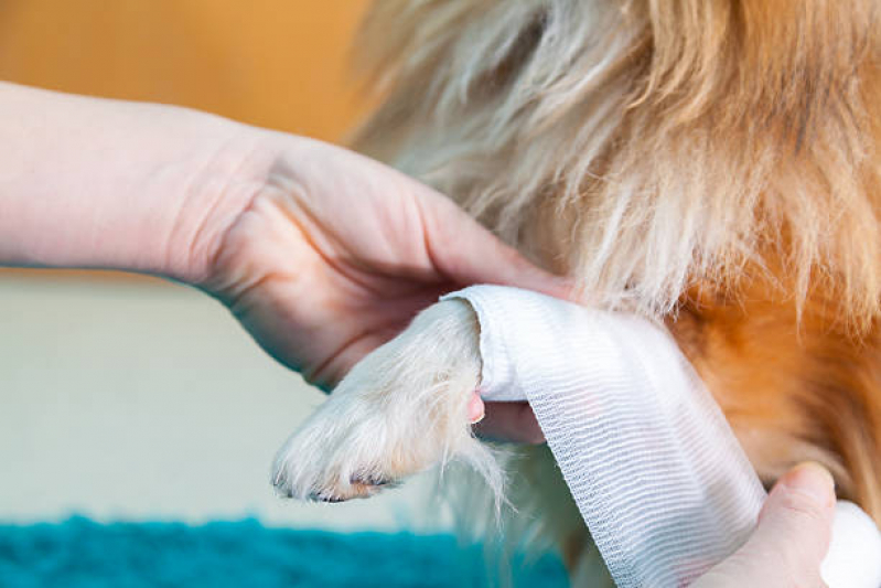 Onde Fazer Internação Semi Intensiva Veterinária Artur Alvim - Internação para Cães e Gatos