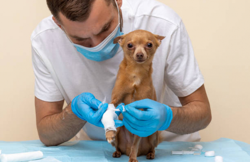 Onde Fazer Internação Uti Veterinária Itaim - Internação para Cães