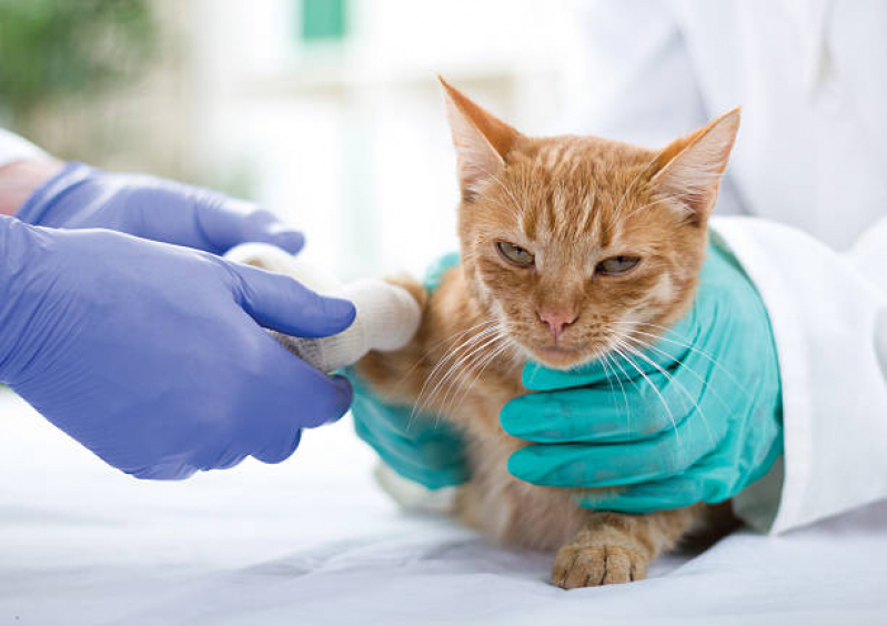 Onde Fazer Internação Veterinária Capivari - Internação para Gatos