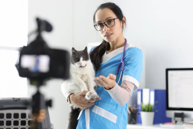 Onde Marcar Consulta para Gatos Online Lapa - Consulta de Veterinário Online