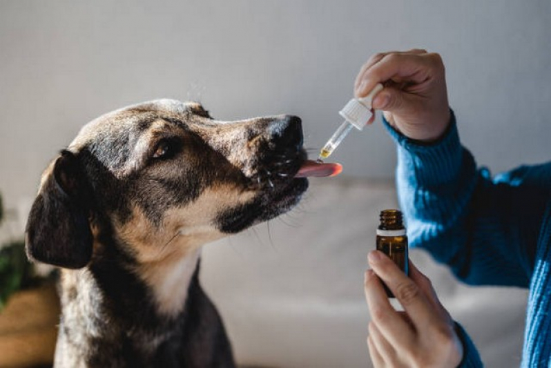 Onde Marcar Homeopata para Cachorros Artur Alvim - Homeopatia em Medicina Veterinária