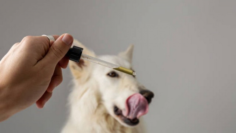 Onde Marcar Homeopatia em Medicina Veterinária Embu - Homeopatia Animais