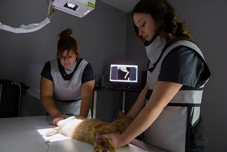 Onde Marcar Radiografia Veterinária Jardim América - Ultrassom de Gato