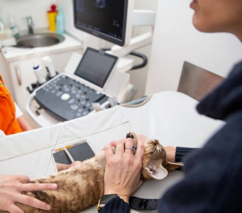 Onde Marcar Ultrassonografia Veterinária Guarulhos - Ultrassom de Gato