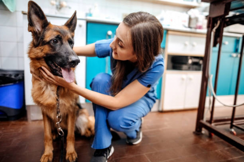 Onde Tem Veterinário para Cachorros Pinheiros - Veterinário Ortopedista