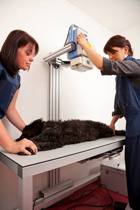 Radiografia Veterinária ABC - Ultrassom Canino