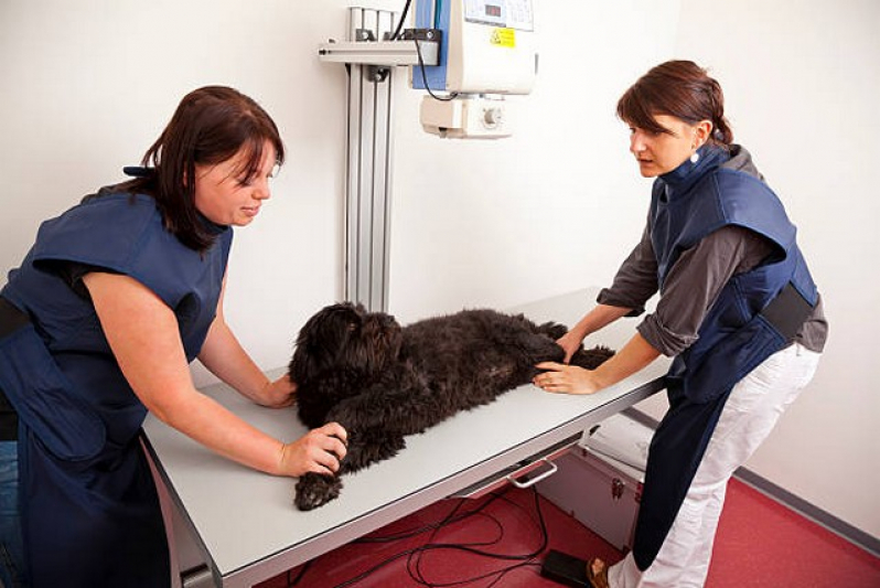 Raio X em Cachorro Marcar Caierias - Radiografia Veterinária