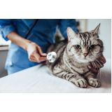 agendamento de exame de endoscopia veterinária Franca