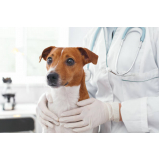 agendamento de exame de sangue veterinário Higienopolis