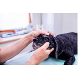agendamento de exame de ultrassom para animais Barueri