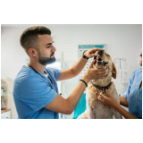 atendimento e encaminhamento veterinario clinica Alto de Pinheiros