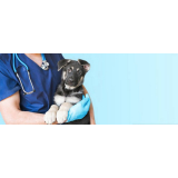 atendimento emergencial veterinario clinica Diadema