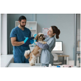 atendimento emergencial veterinario contato Brás