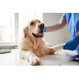 atendimento médico veterinário clinica Saúde