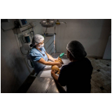 cirurgia cardiaca veterinaria marcar Lapa