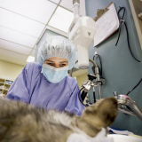 cirurgia cardiaca veterinaria Lins