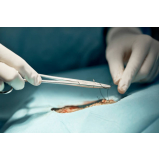 cirurgia com anestesia veterinária agendar Campo Limpo