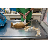 cirurgia de castração de gatos agendar Rio Pequeno